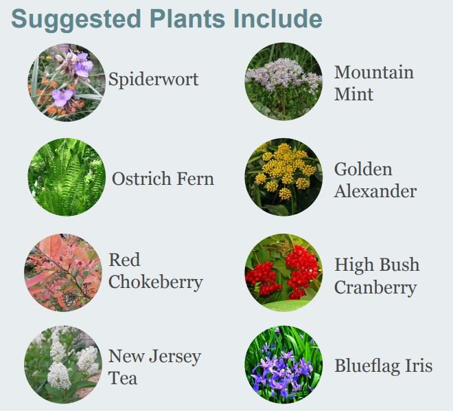 Rain Garden Plants