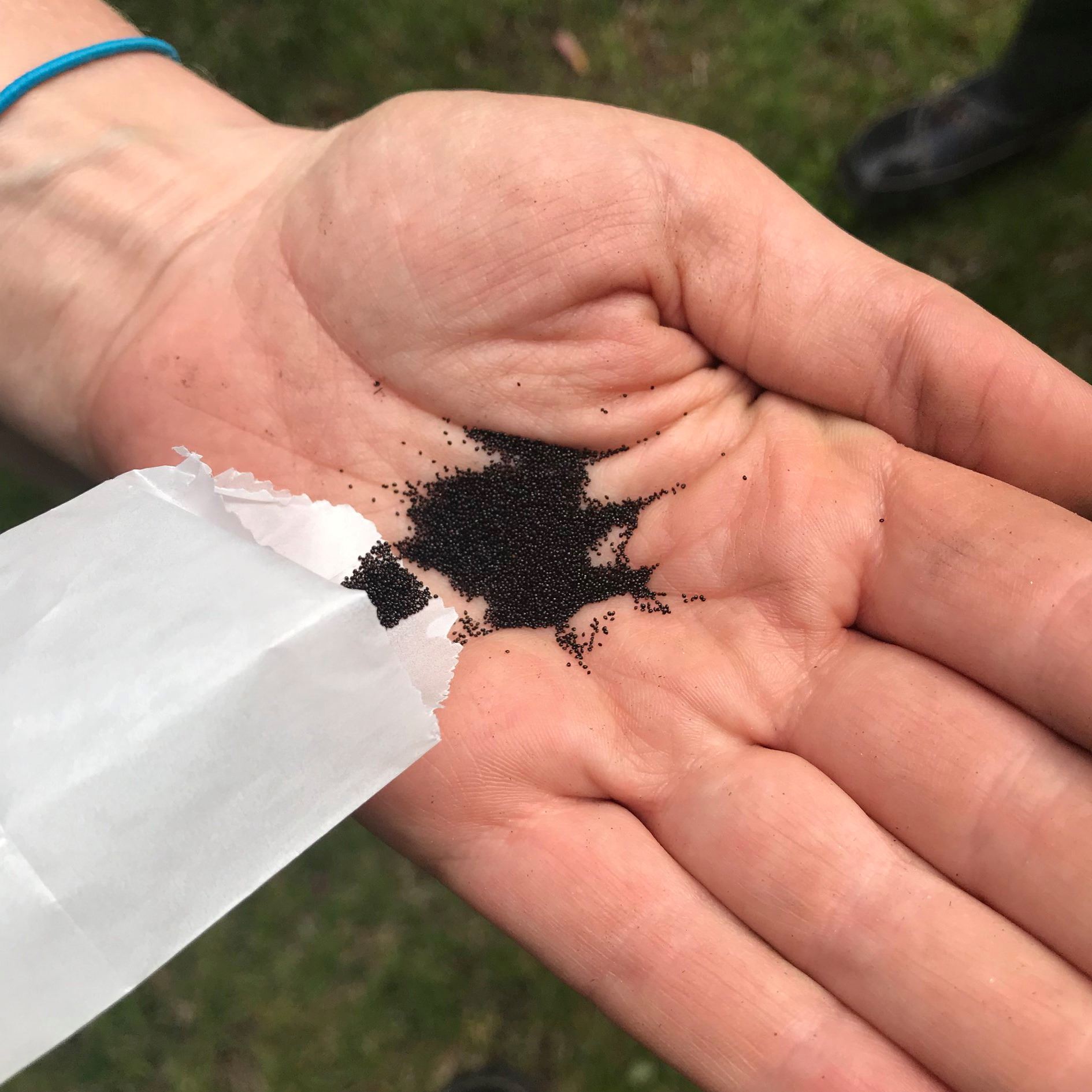 2019-05-23 - Library Green Carpet Install Seeds