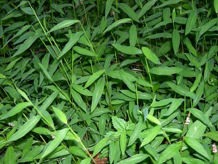 Japanese Stiltgrass (Microstegium vimineum)