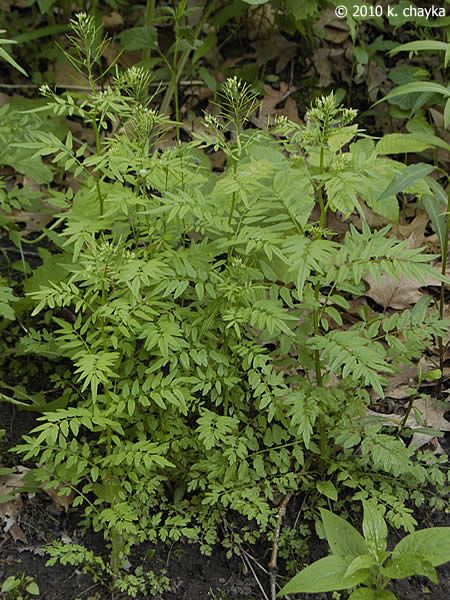 Narrow-leaf Bittercress (Cardamine impatiens)