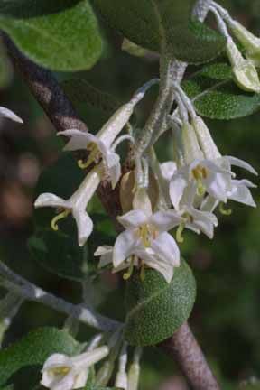 Autumn-olive and White Blooms