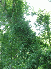 Asiatic Bittersweet Green Bushes