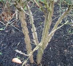 Burning Bush Brown Leaves