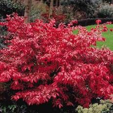 Burning Bush Red Bush