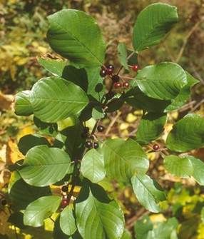 Glossy Buckthron Small Bush with Many Small Berries