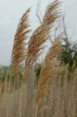 Common Reed 4 Stems