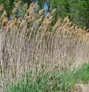 Common Reed Large Group of Plants