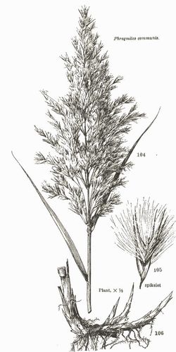 Drawing of Common Reed