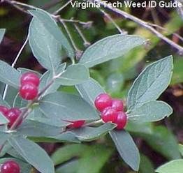 Asian Bush Honeysuckles with Red Berries