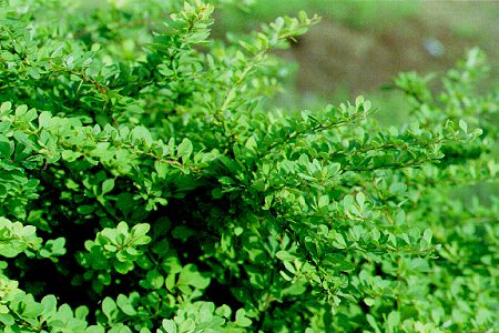 Japanese Barberry Bush