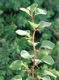 Japanese Barberry Stem
