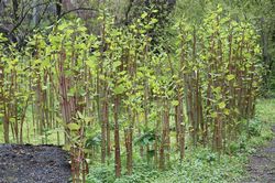 Japanese Knotweed Multiple Plants