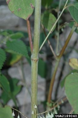 Japanese Knotweed Stem