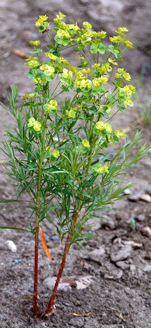 Leafy Spurge with Red Stem