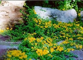 Moneywort (Creeping Jenny) Bush