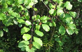 buckthorn, invasive plant