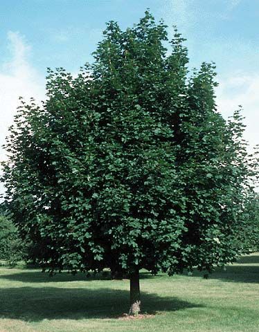 Norway Maple Acer Platanoides Tree