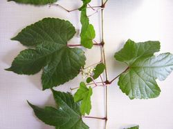 Porcelain-berry Branch Laid Out