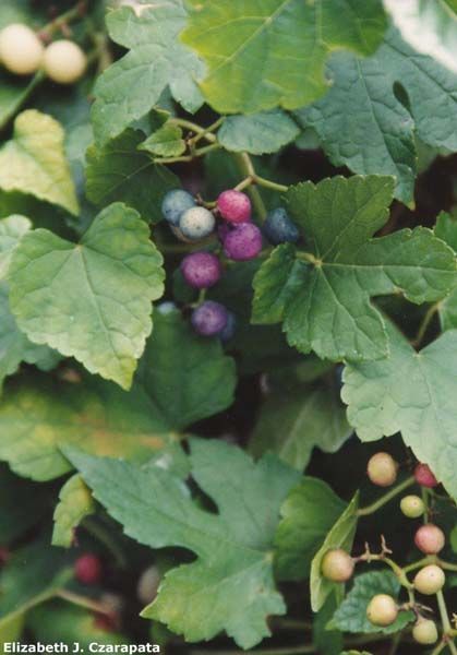 Porcelain-berry Bush and Leaves