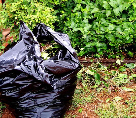 Black Trash Bag Next to Plants