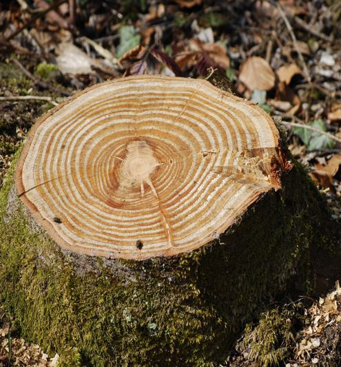 Tree Stump with Large Rings