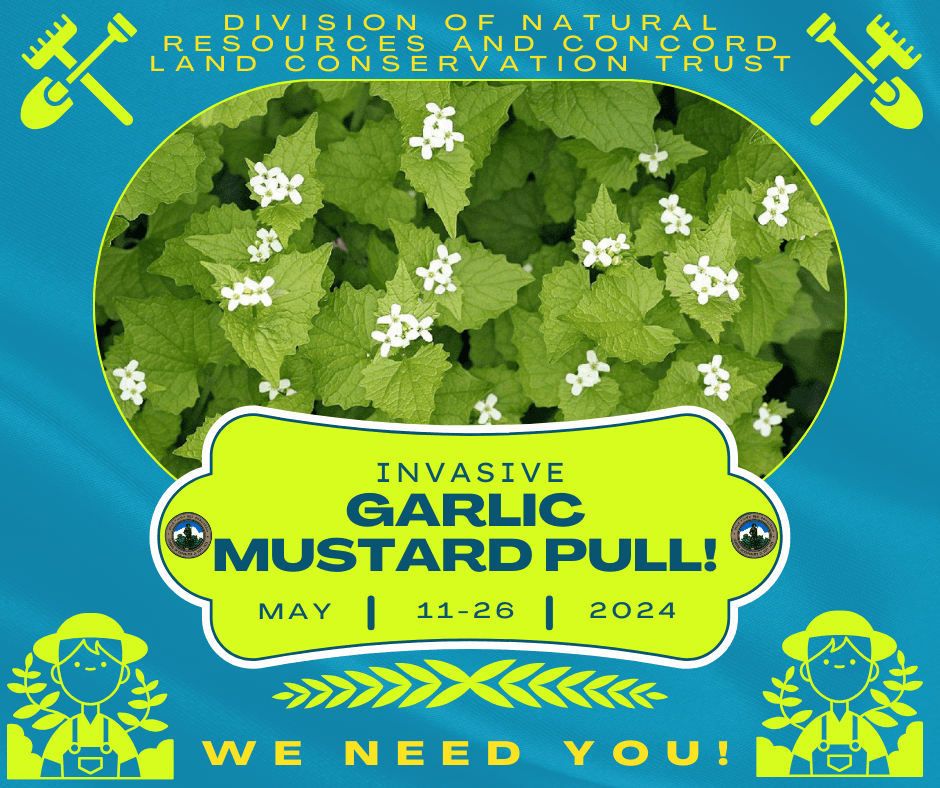 Garlic Mustard Pull 2024