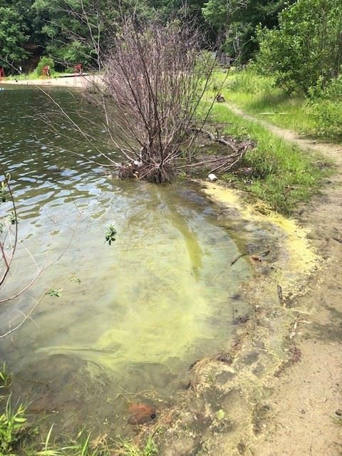 Blue Green Algae 7/7/2021