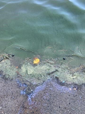 Blue Green Algae 7/7/2021