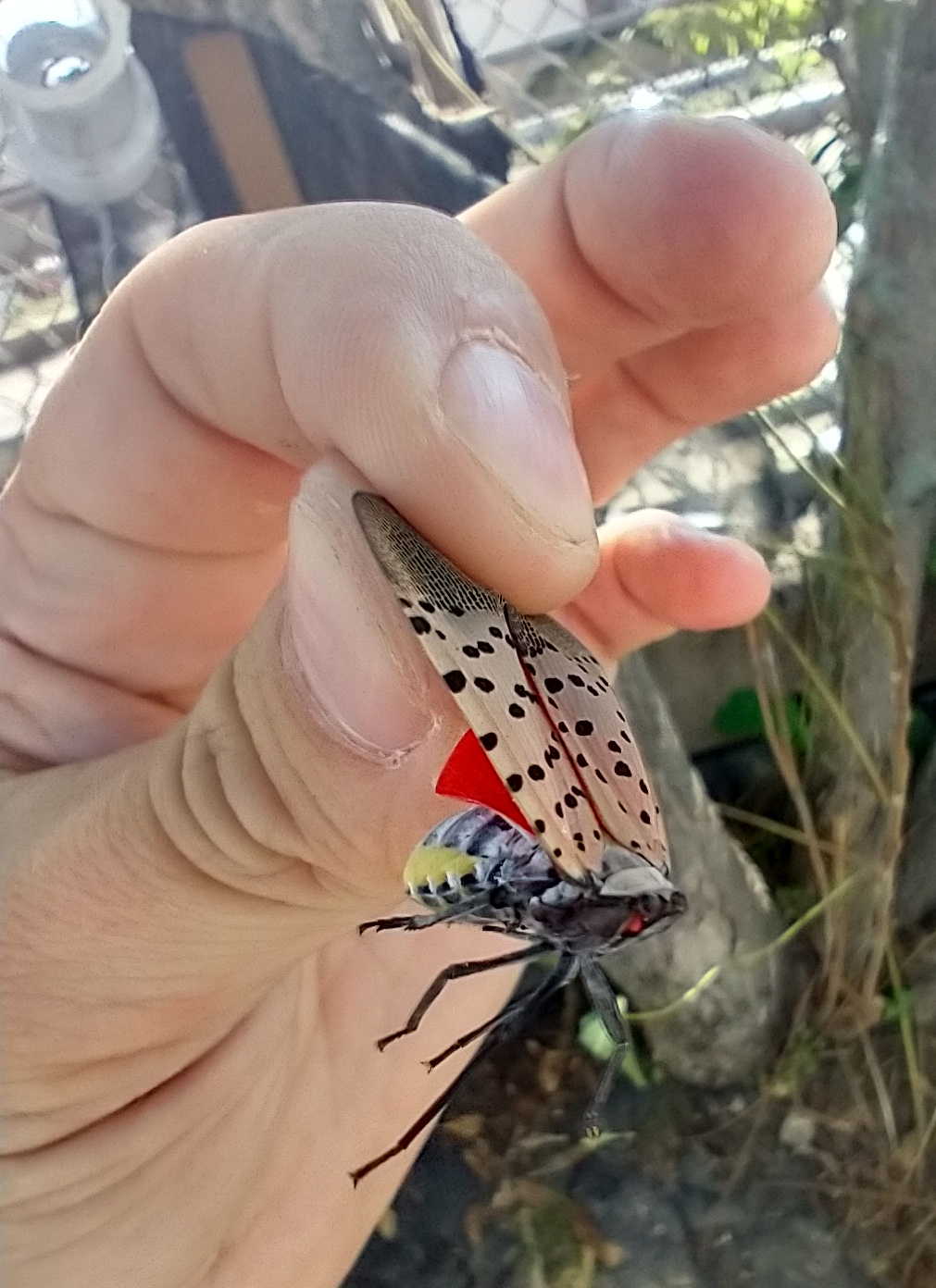 lantern fly