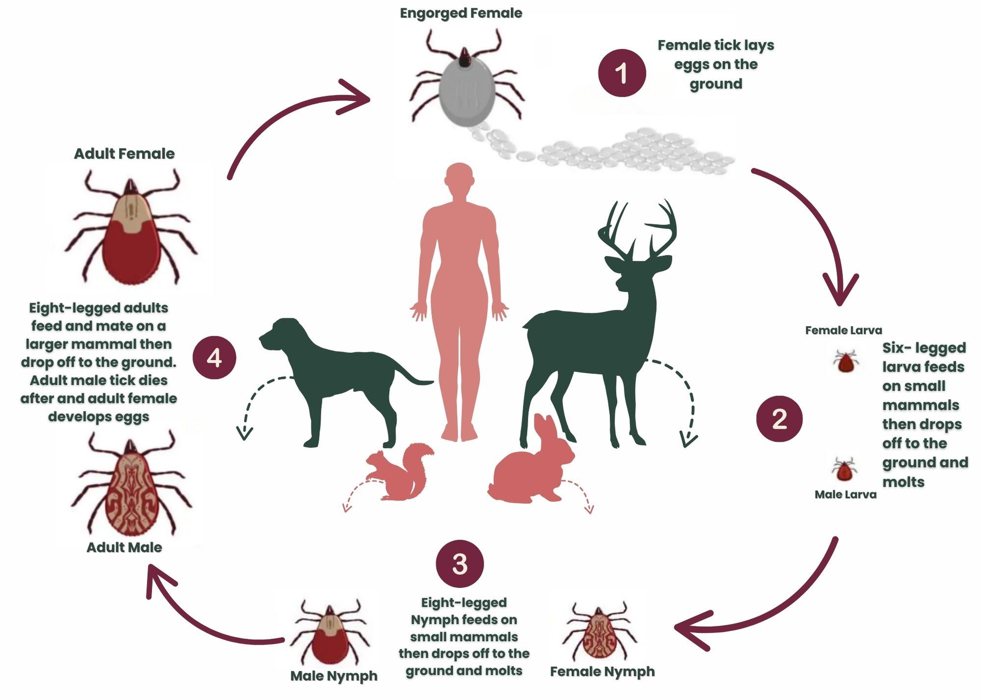 Tick Life Cycle (1)